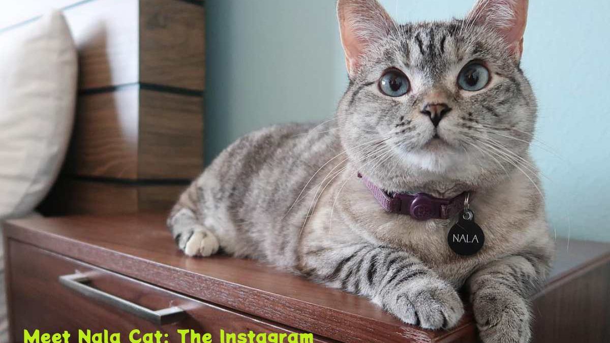 Meet Nala Cat: The Instagram Star with a Ton of To – Tymoff